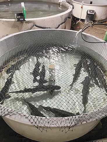 The Oregon Royal Sturgeon Company finishes the sturgeon in 44°F water for three weeks before harvest, recreating a river s spring snow run off to promote taste and firmness. ## Photo provided by Oregon Royal Sturgeon Company