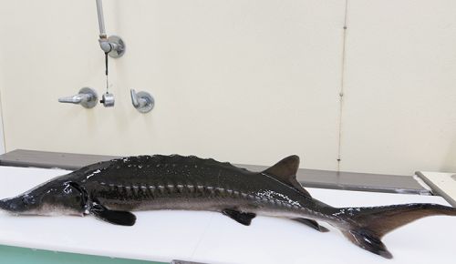 A freshly-harvested 10-pound sturgeon before it s custom-cut to order. ## Photo provided by Oregon Royal Sturgeon Company