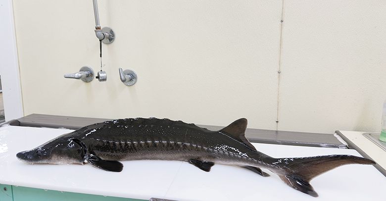 A freshly-harvested 10-pound sturgeon before it s custom-cut to order. ## Photo provided by Oregon Royal Sturgeon Company