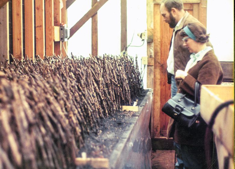 Dick Erath and Lois Marsh inspect grapevines in 1970.##Image courtesy of Erath Winery and Dick Erath Dick Erath and Lois Marsh inspect grapevines in 1970.##Image courtesy of Erath Winery and Dick Erath
