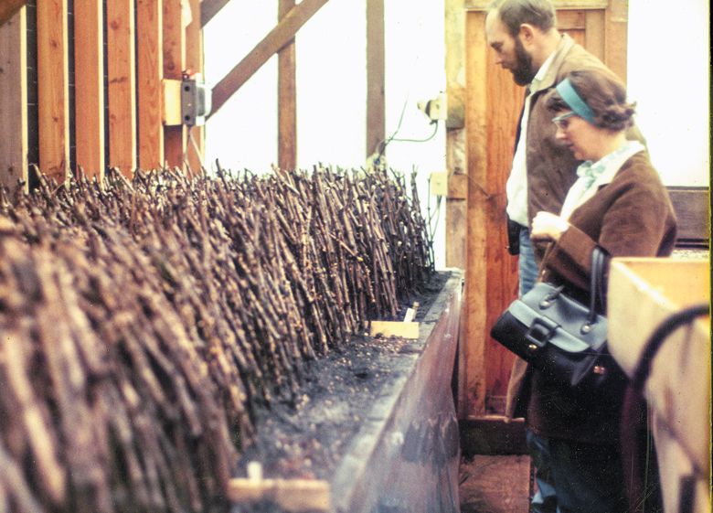 Dick Erath and Lois Marsh inspect grapevines in 1970.##Image courtesy of Erath Winery and Dick Erath