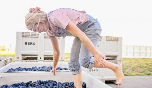 Madeline Rausch, winemaker at Bergström Wines, using a technique called pigéage à pied (foot stomping) on freshly-picked whole clusters of Pinot Noir grapes.