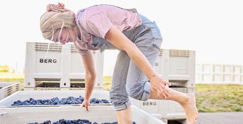 Madeline Rausch, winemaker at Bergström Wines, using a technique called pigéage à pied (foot stomping) on freshly-picked whole clusters of Pinot Noir grapes.