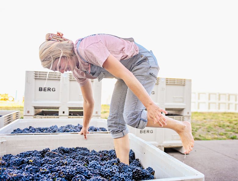 Madeline Rausch, winemaker at Bergström Wines, using a technique called pigéage à pied (foot stomping) on freshly-picked whole clusters of Pinot Noir grapes.