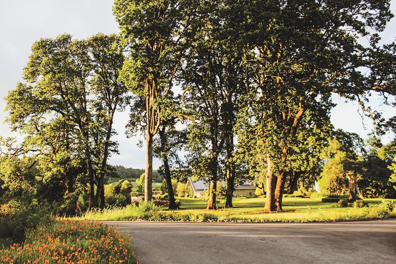 Left Coast Estate began a formal oak restoration and preservation program in 2015 through the Partners Program with U.S Fish and Wildlife.##Photo provided by Left Coast Estate