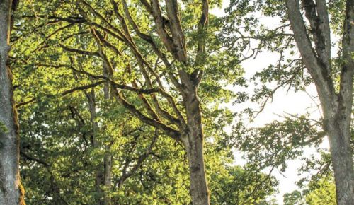 A grove of Oregon white oaks at Left Coast Estate in the Van Duzer Corridor AVA. ##Photo provided by Left Coast Estate