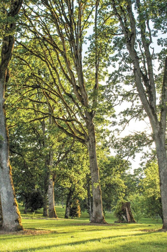 A grove of Oregon white oaks at Left Coast Estate in the Van Duzer Corridor AVA. ##Photo provided by Left Coast Estate