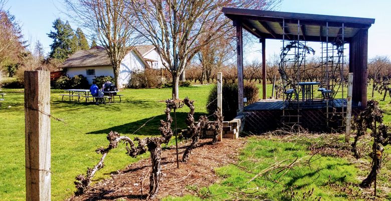 Niagara vines stand near the winery and house at Oak Knoll Winery in Hillsboro. ##Photo by Michael Alberty