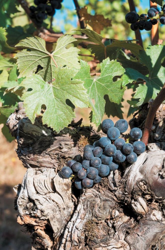 Old vine Pinot Noir at The Eyrie Vineyards.##Photo by David Krug Old vine Pinot Noir at The Eyrie Vineyards.##Photo by David Krug
