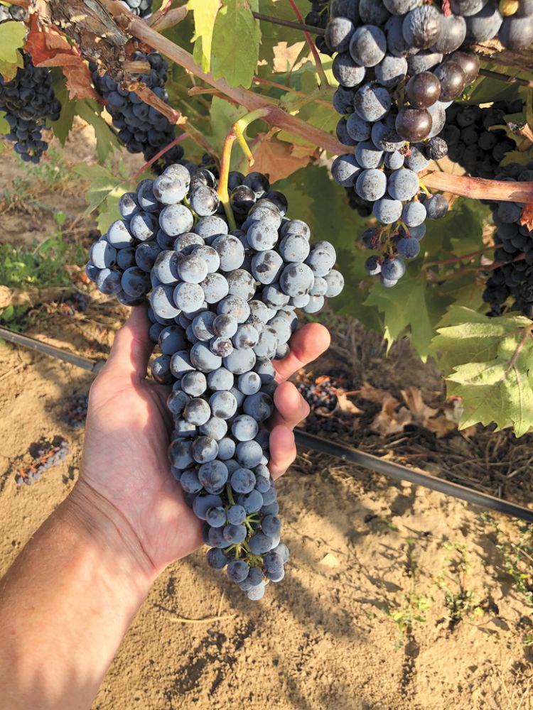 A ripe Zinfandel grape cluster growing on an old vine in The Pines 1852 Vineyard.##Photo provided by Natalie’s Estate Winery