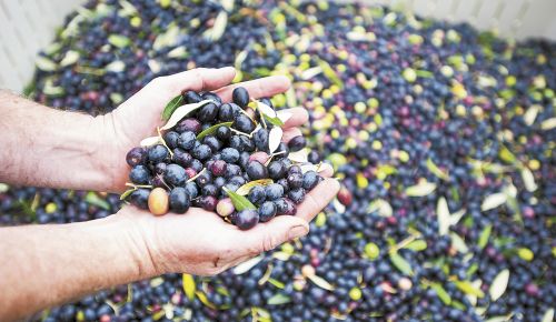 Paul Durant holds a handful of just-picked olives ready to be pressed at the family’s Oregon Olive Mill near Dayton. ##Photo by Del Munroe.