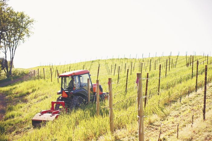 Omero’s David Moore works in the estate vineyard located on Ribbon Ridge. Omero’s David Moore works in the estate vineyard located on Ribbon Ridge.