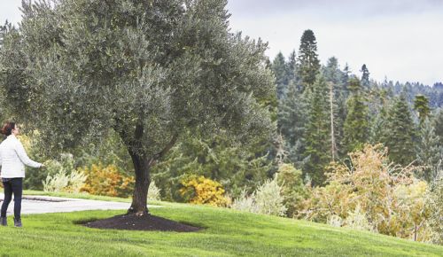 Grower Marni Redding examines her “Mother Tree” outside her West Salem home. ##Photo by Brandon McGanty