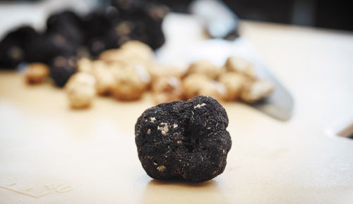 An Oregon black truffle takes center stage during the 2019 Oregon Truffle Festival. ##Photo by Kathryn Elsesser