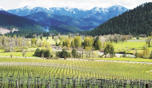 The Siskiyou Mountains provide a dramatic backdrop for Deer Creek Vineyards, located in the Illinois Valley, a southwestern region of the Rogue Valley. ##Photo by Kathryn Elsesser