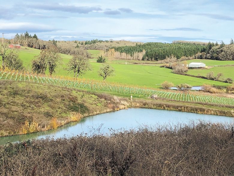 New Gouais Blanc plantings at the Pamar Vineyard in the Van Duzer Corridor AVA. ##Photo provided By Björnson Vineyard New Gouais Blanc plantings at the Pamar Vineyard in the Van Duzer Corridor AVA. ##Photo provided By Björnson Vineyard