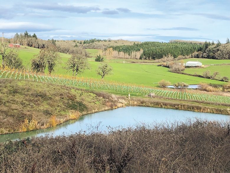 New Gouais Blanc plantings at the Pamar Vineyard in the Van Duzer Corridor AVA. ##Photo provided By Björnson Vineyard