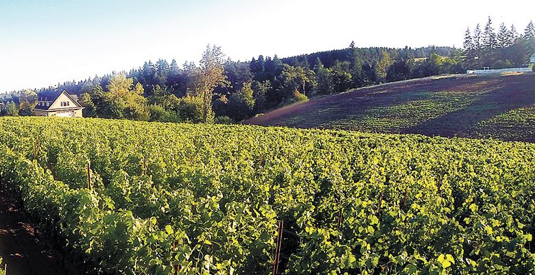 Rallison Vineyard on Parrett Mountain. ##Photo provided