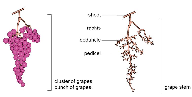Anatomy of a grape cluster.##Image created by Dr. Marie Blackford