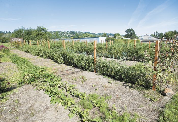 Paulée Restaurant’s garden sits next to the restaurant in Dundee. Photo by Marcus Larson.