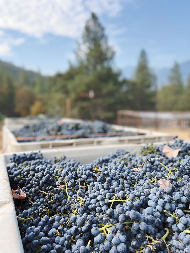 Newly picked Touriga Nacional grape clusters grown at Pavo Real Vineyard. ## Photo provided by Pavo Real Vineyard Newly picked Touriga Nacional grape clusters grown at Pavo Real Vineyard. ## Photo provided by Pavo Real Vineyard