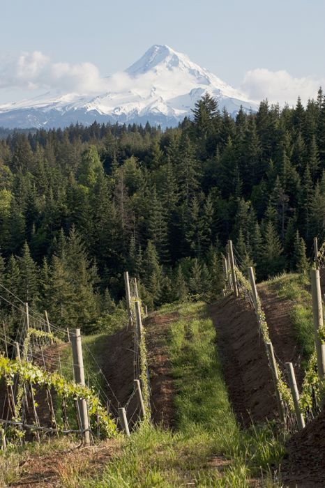 Phelps Creek Vineyard offers a stunning view of Mount Hood.