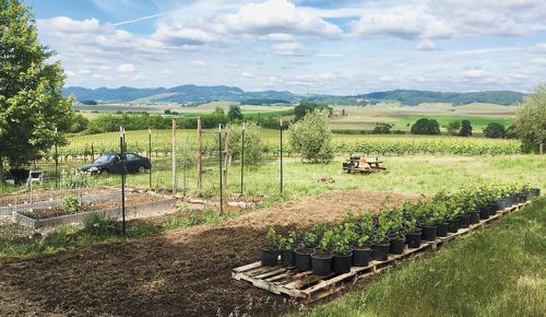 The garden space used to grow the young vines up before harvesting the budwood. ##Photo Provided by Johan Vineyards