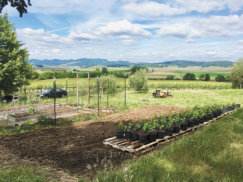 The garden space used to grow the young vines up before harvesting the budwood. ##Photo Provided by Johan Vineyards