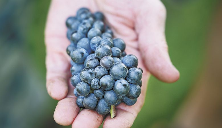 A freshly picked Pinot Noir bunch from de Lancellotti Vineyards in Newberg. ##Photo by Andrea Johnson