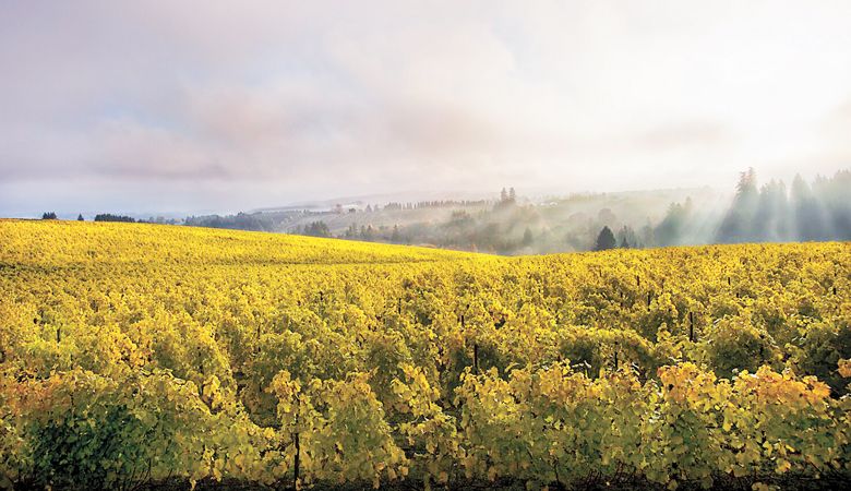 Aurora Vineyard in the Chehalem Mountains. ##Photo provided