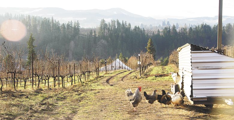 A chicken coop in the vineyard is busy with life. The integration of animals is important to Hiyu’s farming philosophy. ##Photo Provided