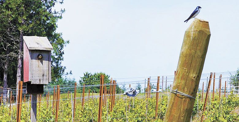 A bluebird perches on an endpost at BlueBird Hill Farm located in Monroe. ##Photo Provided