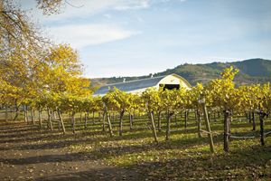 Pyrenees Vineyard & Cellars is located in the Umpqua Valley. The land totals about 30 acres and has 17 acres planted in grapevines. Pyrenees Vineyard & Cellars is located in the Umpqua Valley. The land totals about 30 acres and has 17 acres planted in grapevines.