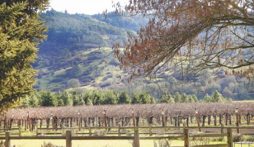 Pyrenees Vineyard grows near the Umpqua River. Photo by Jade Helm.