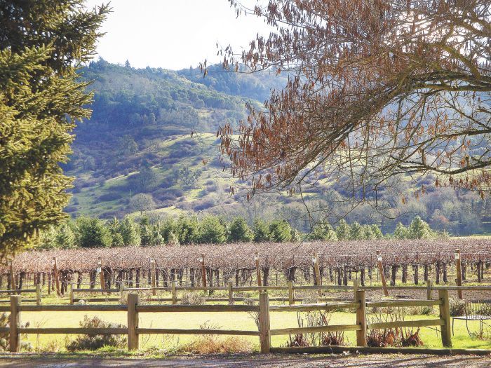 Pyrenees Vineyard grows near the Umpqua River. Photo by Jade Helm. Pyrenees Vineyard grows near the Umpqua River. Photo by Jade Helm.