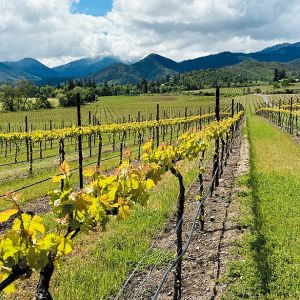 Overlooking Quail Run’s Sophie Vineyard, with Caelin Vineyard in the distance. Both are named after owner Michael Moore’s daughters. ## Photo provided by Quail Run Vineyards