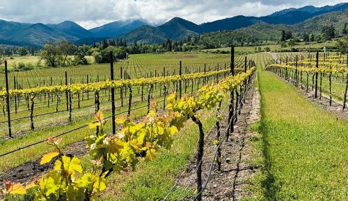 Overlooking Quail Run’s Sophie Vineyard, with Caelin Vineyard in the distance. Both are named after owner Michael Moore’s daughters. ## Photo provided by Quail Run Vineyards