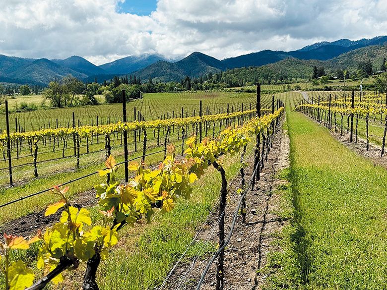 Overlooking Quail Run’s Sophie Vineyard, with Caelin Vineyard in the distance. Both are named after owner Michael Moore’s daughters. ## Photo provided by Quail Run Vineyards