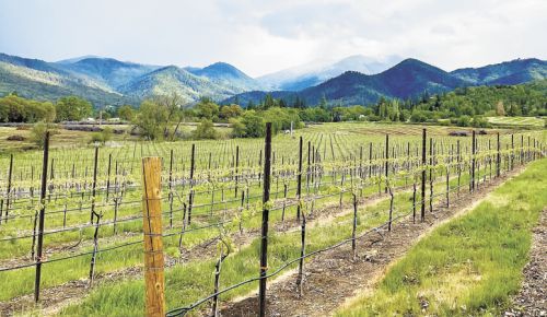 Springtime at Quail Run Vineyards in the Rogue Valley. Owners Don and Traute Moore began farming wine grapes in the area in 1989. General manager Michael Moore oversees operations. ##Photo provided