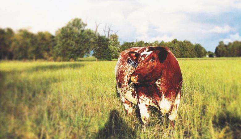 Pasture-happy cow at Ropp Family Farm in Albany. ##Photo courtesy of Ropp Family Farm