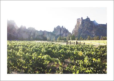 Monkey Face Vineyard in
Central Oregon’s wine region. Photo by Paul Ruettgers.