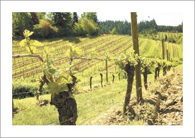 Chehalem s Coral Creek Vineyard near Newberg in the Chehalem Mountains AVA.