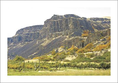 Cascade Cliffs Vineyard in the Columbia Gorge AVA (Washington side). Photo by Andrea Johnson.