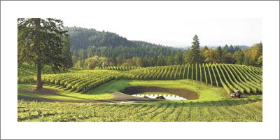 Alexana Vineyard, Dundee Hills. Photo by Andrea Johnson.