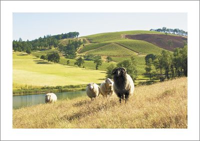 Momtazi Vineyard, McMinnvile AVA. Photo by Andrea Johnson.