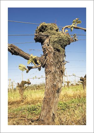 Ponzi Vineyards is located in the Chehalem Mountains AVA and is also part of the
North Willamette Vintners. This Pinot Noir vine was planted in the Ponzi Estate Vineyard in 1970. Photo by Andrea Johnson.