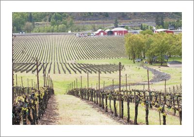 Del Rio Vineyard in the Umpqua Valley AVA, which is also part of the Southern Oregon AVA. Photo by Andrea Johnson.