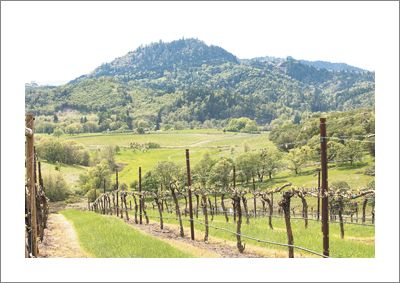 Abacela Vineyard in the Umpqua Valley AVA. Photo by Andrea Johnson.