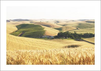 Spring Valley Vineyard in the Walla Walla Valley. Photo by Andrea Johnson.