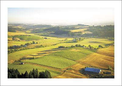 Saffron Fields Vineyard, Yamhill-Carlton AVA. Photo by Andrea Johnson.